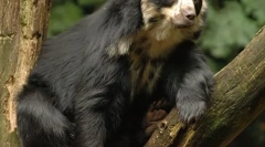 Андський момент ведмідь